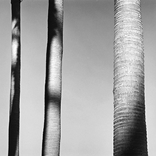 Alan Ostreicher photograph of three palm trunks